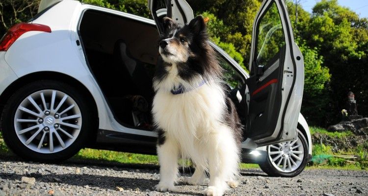 International Dog Day 2022: 5 Essential Car Accessories When Travelling With A Dog